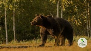 Pangeran Austria Diduga Menembak Mati Beruang Raksasa yang Dilindungi Hukum Internasional
