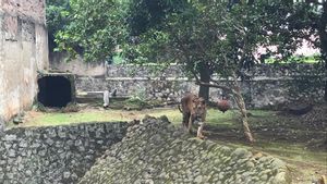 Buntut Kondisi Harimau Juve Viral, DPRD Minta Ragunan Tak Beri Makan Daging Murah ke Hewan