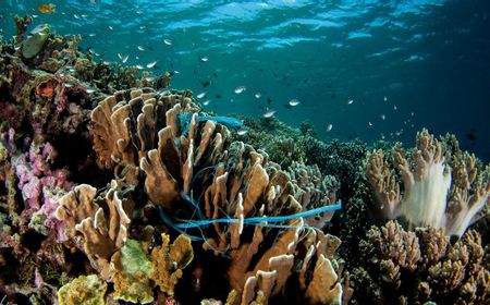 Tim Peneliti Internasional Kembangkan Plastik yang Bisa Terurai di Air Laut