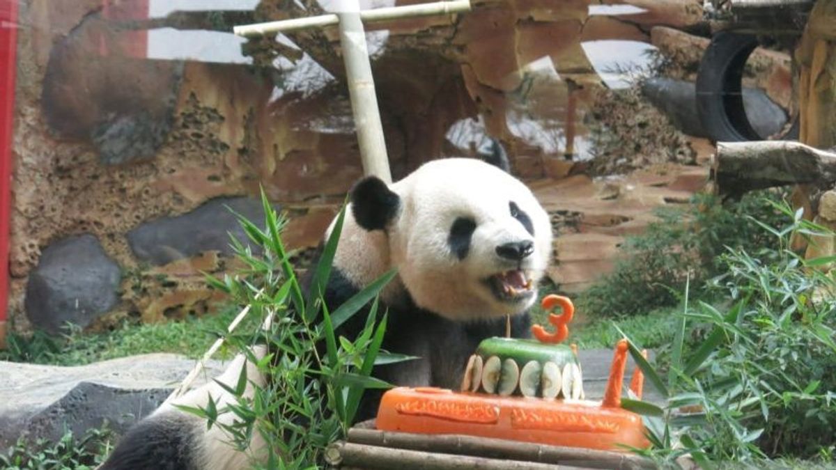 Taman Safari Bogor Bayar Rp3 Miliar untuk Sewa Panda dari China