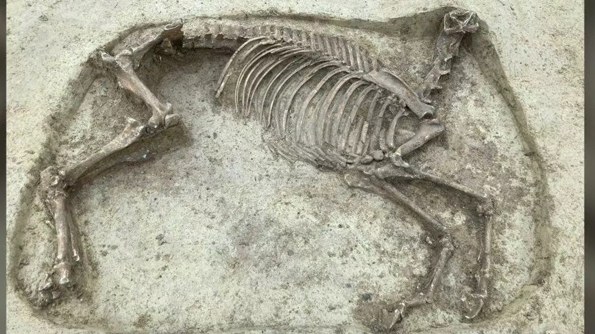在德国发现的神秘无头马骨架及其1，400岁的骑手