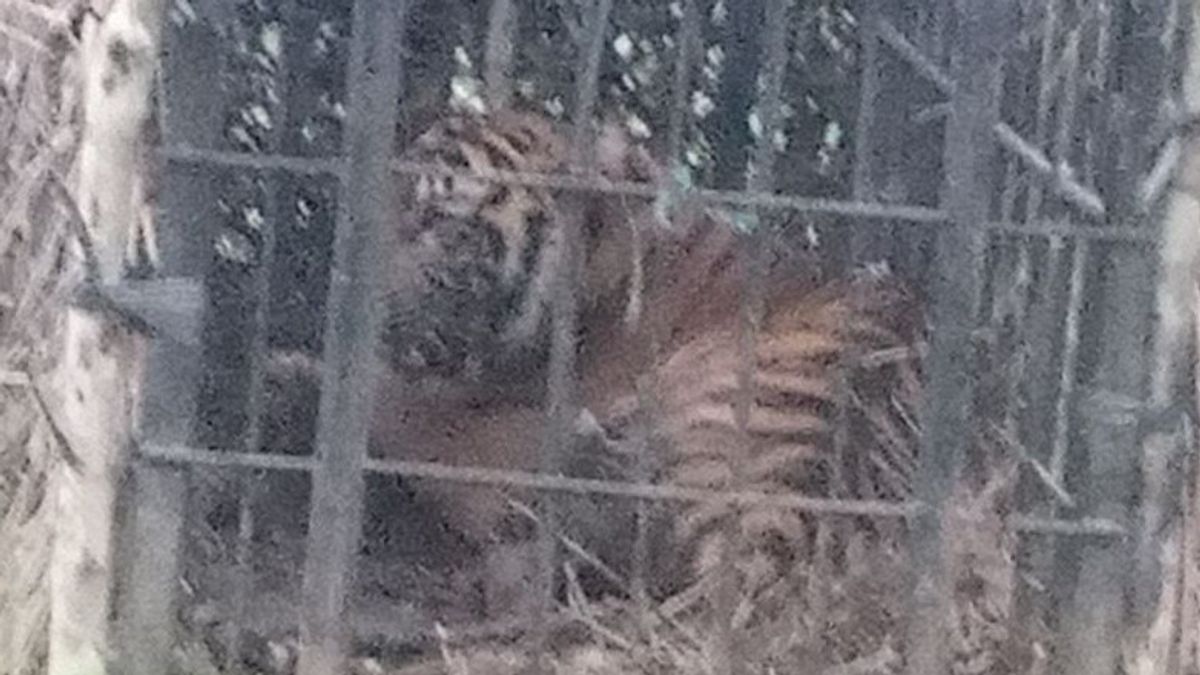 Harimau Sumatera yang Memangsa Anak Sapi di Sumbar Akhirnya Masuk Kandang Jebak