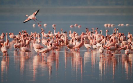 Melihat Ribuan Burung Flamingo Menikmati Udara Bersih di India