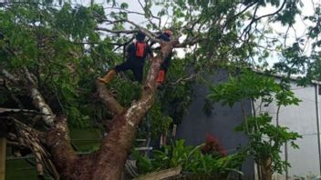 الرياح القوية تلوح في الأفق، ويطلب من سكان كونيانغان الانتباه من سقوط الأشجار