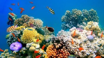 التعرف على السلسلة الغذائية في البحر ، من منتجي الأغذية إلى حكام بونشاك