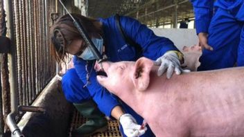 6,652 Pigs In Central Sulawesi Reportedly Died Suddenly Exposed To ASF Disease