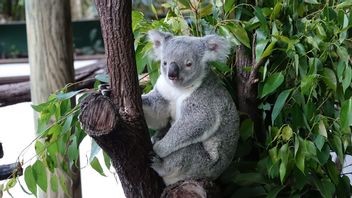 انخفضت أعداد الكوالا في أستراليا بنسبة 30 في المائة في السنوات الثلاث الماضية