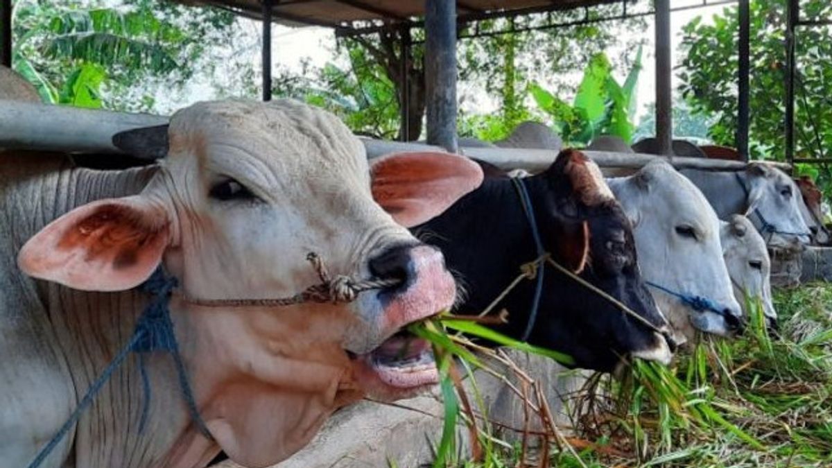 303 Sapi di Tangerang Terpapar Penyakit Kulit Benjol di Kulit