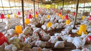 Bapanas Tingkatkan Penyerapan dari Peternak demi Jaga Stabilisasi Harga Ayam