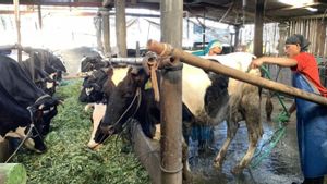 Kementan Jamin Wabah Penyakit Kuku dan Mulut Hewan Ternak Tak Ganggu Pasokan Daging untuk Iduladha