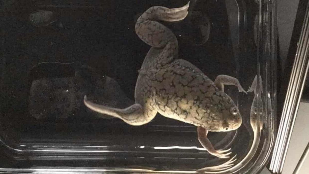 科学者たちは驚くべき方法でカエルの足をうまく成長させる!