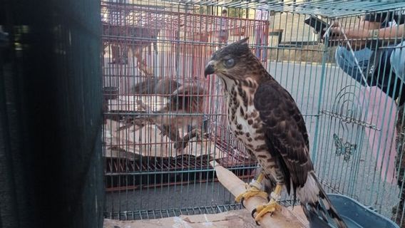 BKSDA Terima 59 Satwa Liar dari Warga Cirebon untuk Dilepaskan ke Habitat Alami