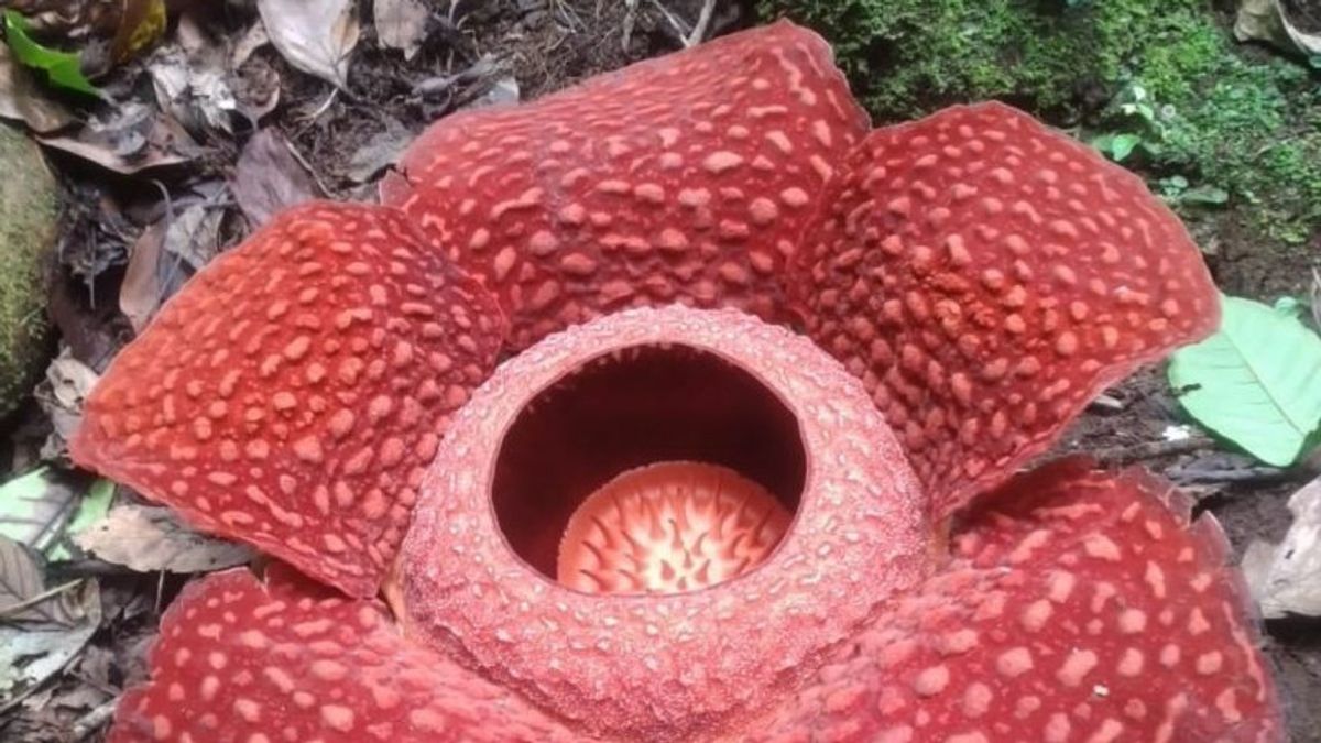 Rafflesia Langka Flower Arnoldii Blooms Perfectly In Batang Palupuh Agam