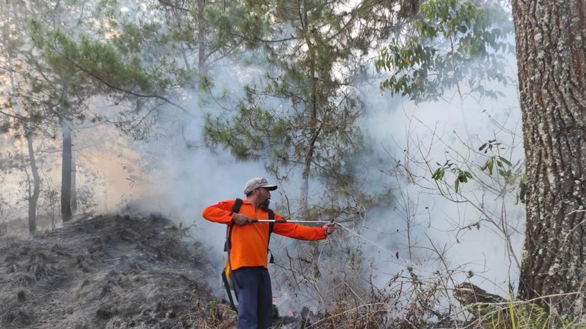 Bushland, Mount Batur Nature Tourism Park, Bukit Payung, Burns, Extinguishing Is Constrained By Difficulty Of Access