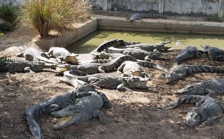 Kandangnya Rusak Diterjang Topan, Peternak Ini Terpaksa Bunuh Lebih dari 100 Buaya yang Terancam Punah