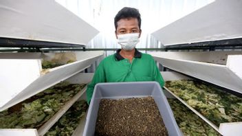 Making Agriculture In Urban, Surabaya City Government Utilizes BTKD Land