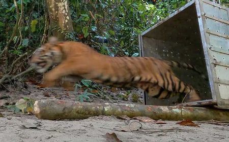 Harimau Terkam Sapi di Jambi, Pemilik Pasrah Melihat dari Kejauhan