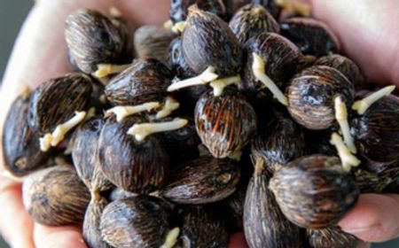 Asian Agri Perkenalkan Bibit Unggul Kelapa Sawit Topaz GT