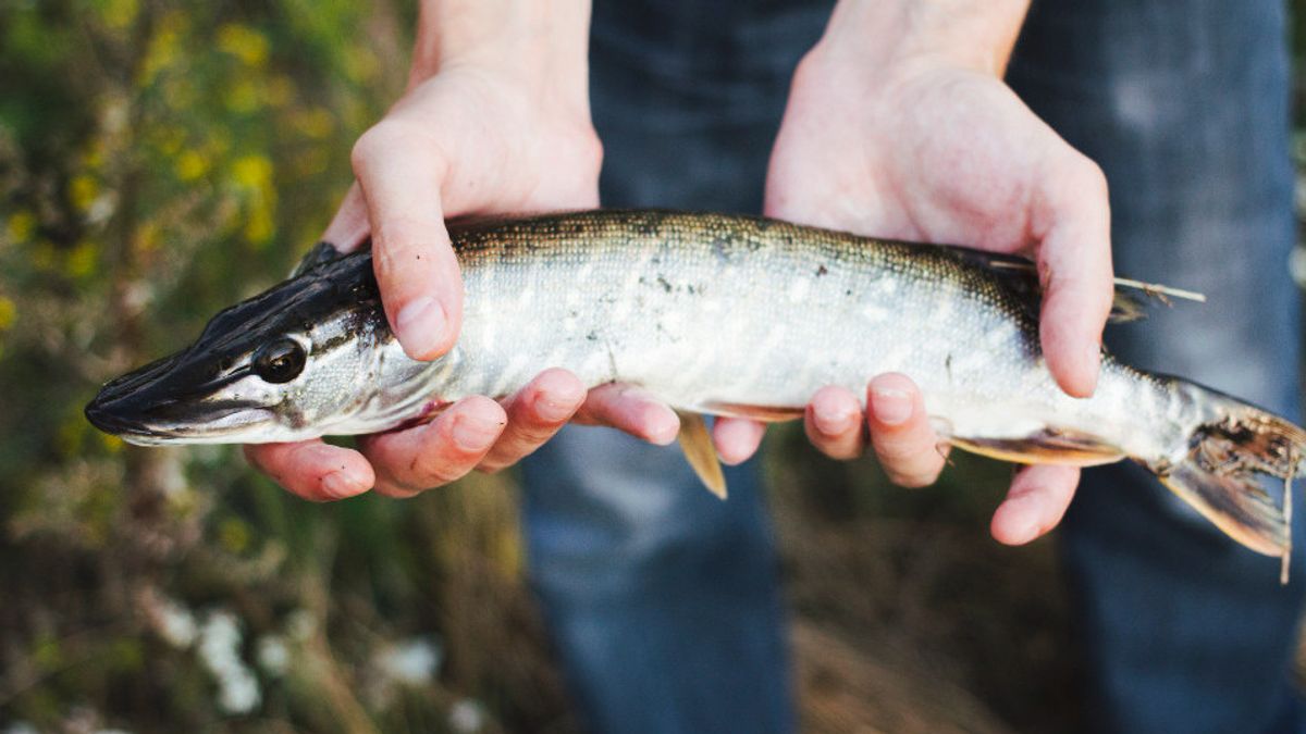 Ingat! Efek Samping Ikan Gabus Jika Dikonsumsi Berlebihan