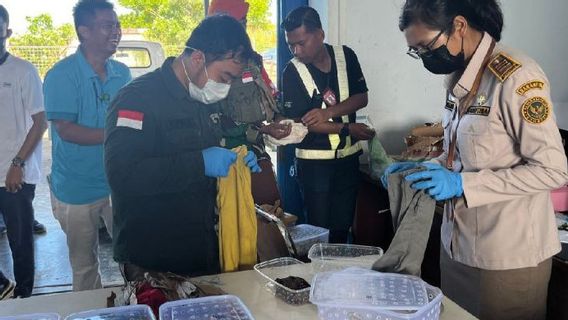 Smuggling 190 Reptiles From South Papua To Jakarta Successfully Foiled