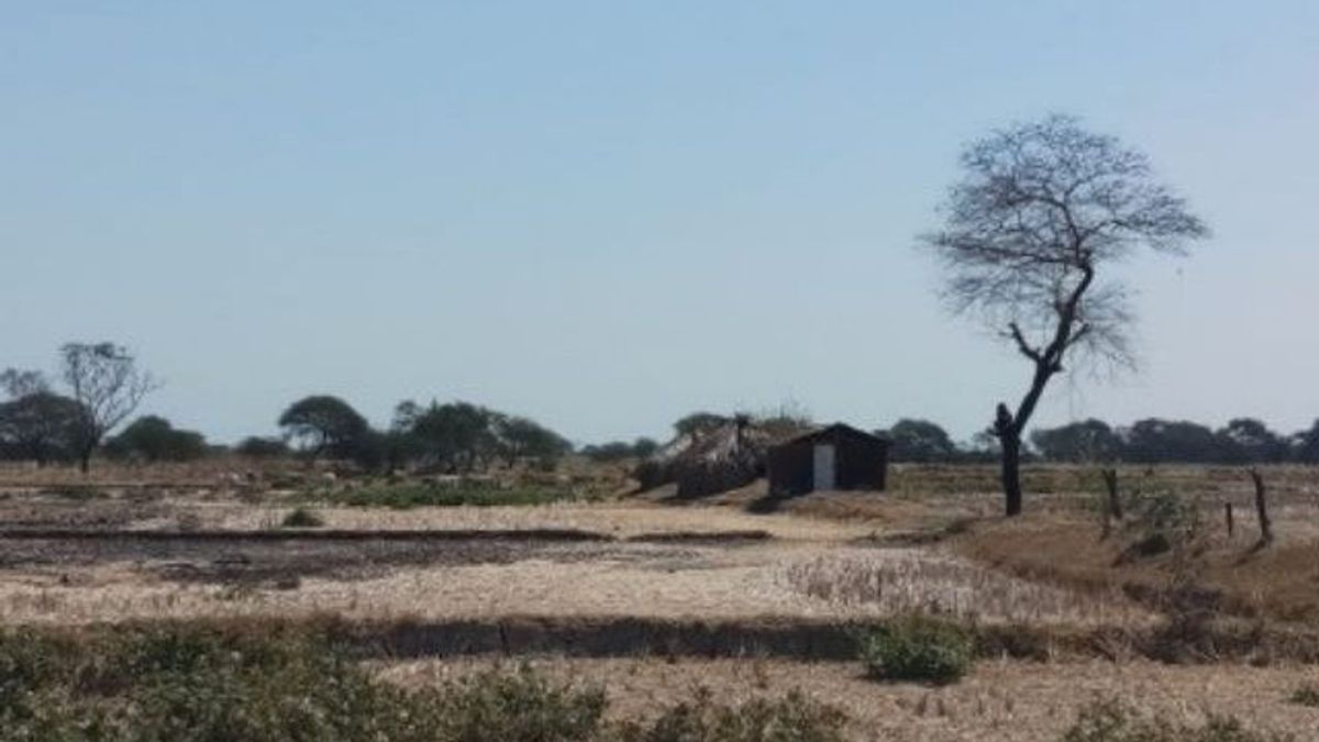 Hadapi Musim Kemarau, BPBD NTT Imbau Petani Tanam Tanaman Holtikultura yang Tidak Boros Air