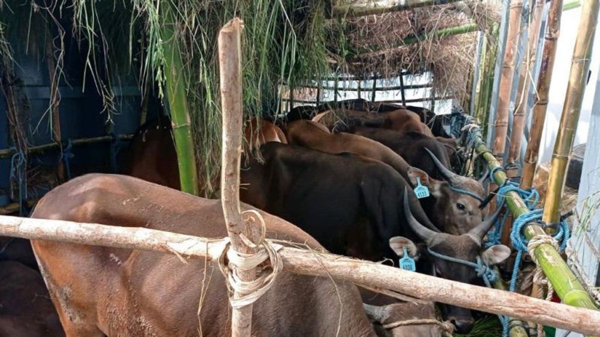 Surabaya Agricultural Quarantine Rejects Transit Of Cattle From Kupang
