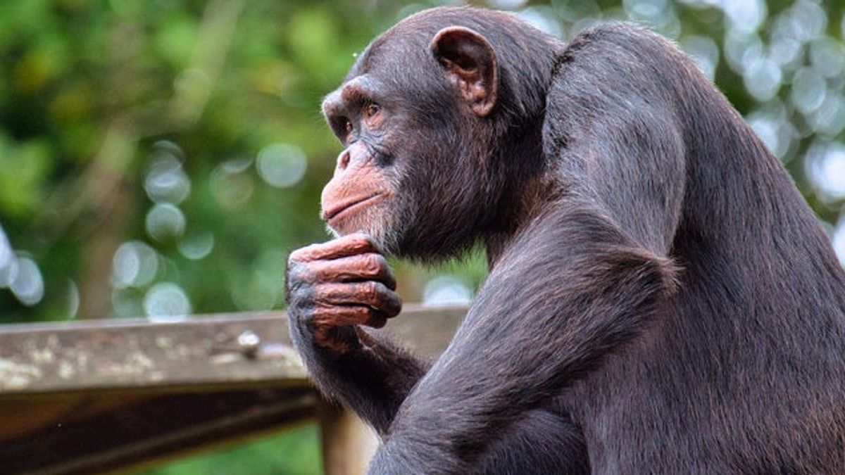 Chimpanzés, Gorilles Et Humains, Quelle Est La Différence?