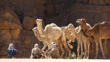 Unta Sumbang Ekonomi Arab Saudi 534 Juta Dolar AS/Tahun, Merawatnya Kini Bisa Pakai Sistem AI 