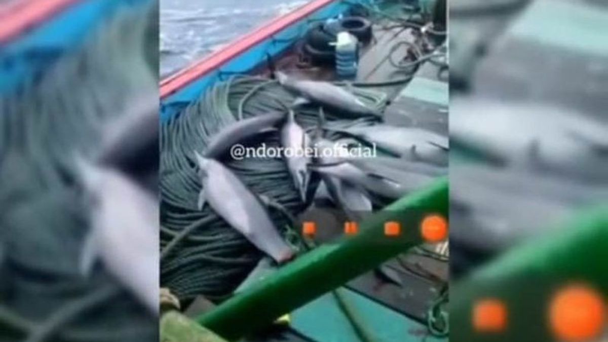 Berita Viral: Jadi Tersangka Nakhoda Kapal Nelayan Mengaku Iseng Videokan Lumba-lumba yang Ditangkap di Pacitan
