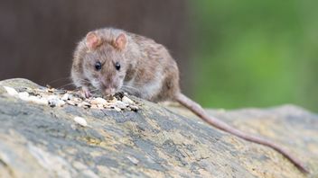 8 Hantavirus Variants Reported in Various Countries, 2 Found in Asia