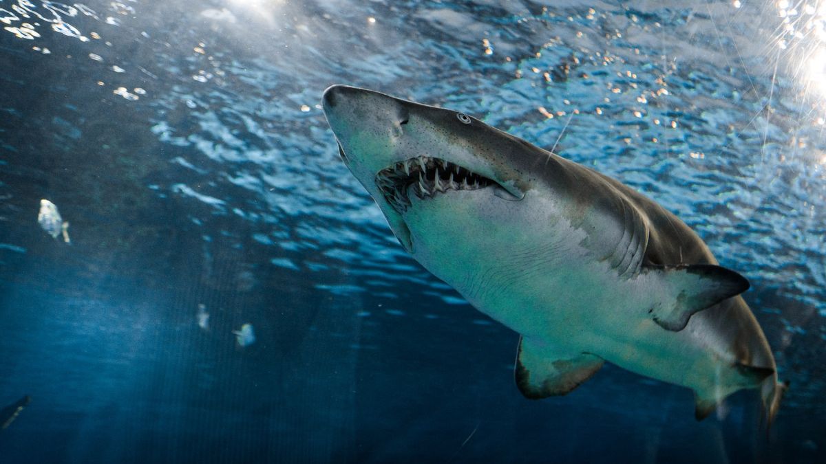 Attaque De Requin Sur La Mer Rouge: La Main D’un Enfant Se Casse, Une Autre Personne Perd Une Jambe