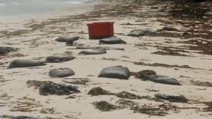 Limbah Minyak Hitam Ganggu Aktivitas Nelayan dan Pariwisata di Bintan