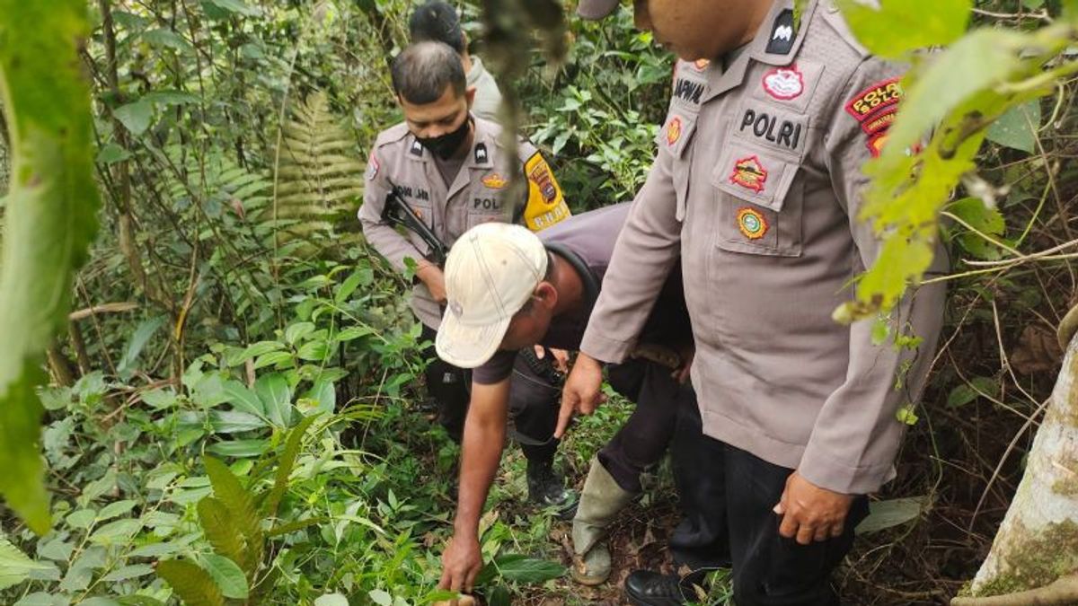 14 Ekor Kambing Milik Warga Solok Dimangsa Harimau