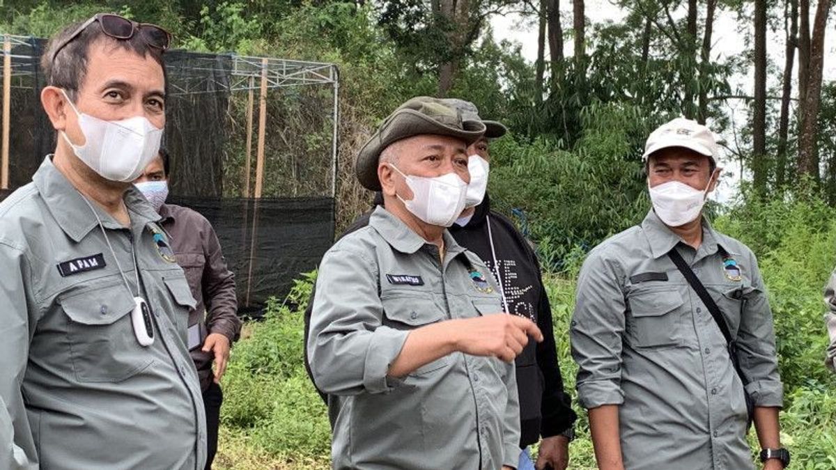 Selama Pandemi COVID-19, Satwa Liar Bermunculan di Taman Nasional Baluran, Termasuk Macan Tutul