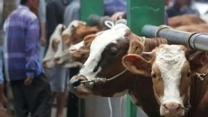 Law Buying Discount Sacrificial Animals, This is the Explanation of the Muamalah Fiqh Expert