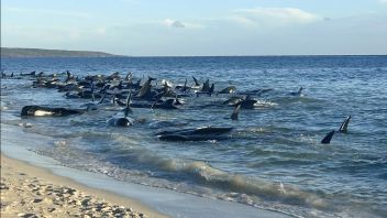 서호주 해변에 좌초된 수백 마리의 안내고래가 성공적으로 구조되었습니다
