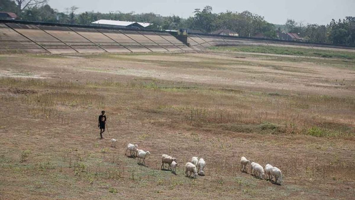 BRIN Sarankan Petani Ganti Padi Jadi Pajale Hadapi El Nino