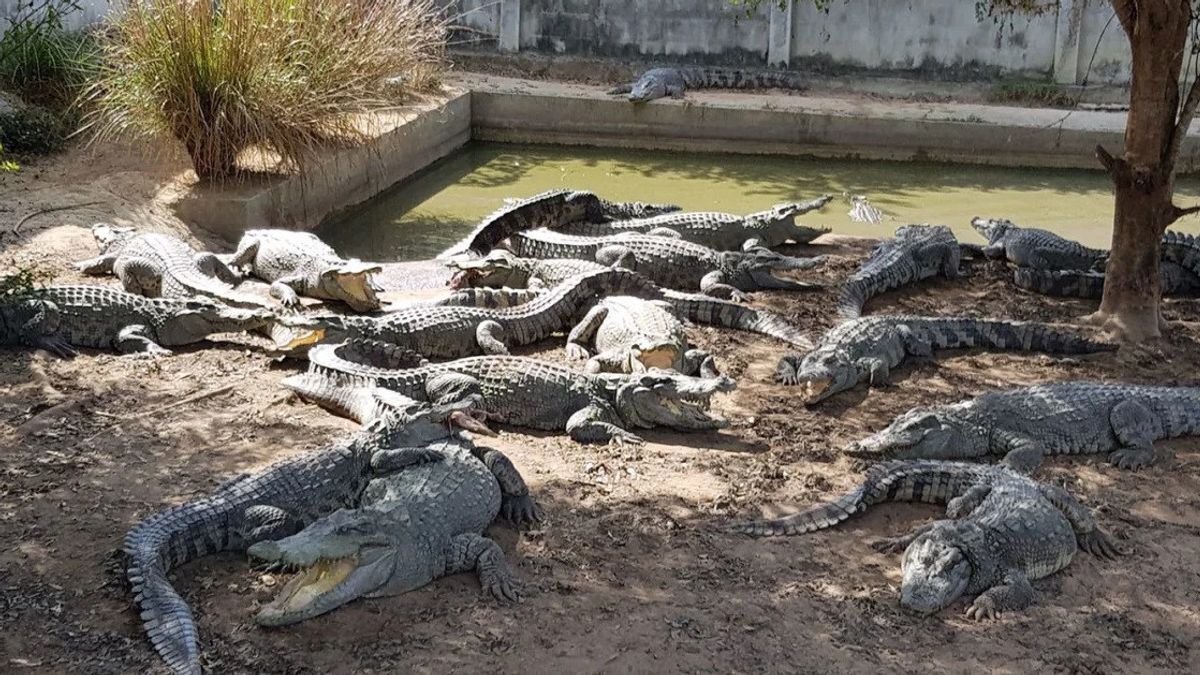 ケージは台風によって損傷し、この農家は絶滅の危機にしている100匹以上のワニを殺すことを余儀なくされました