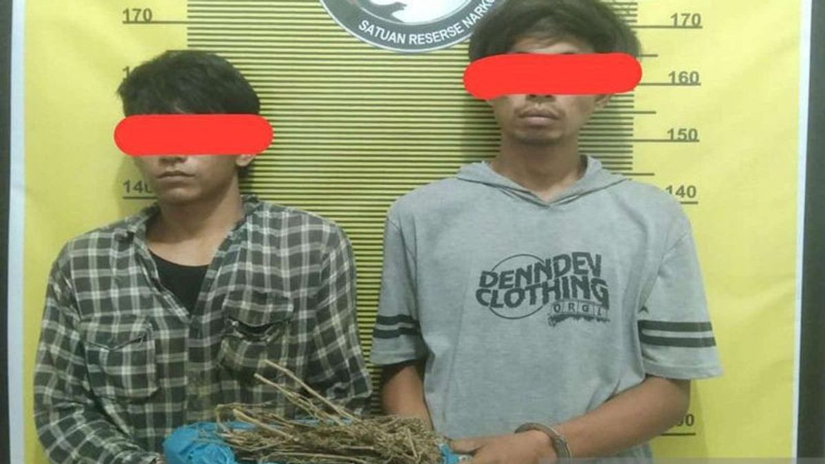 2 Farmers With 210 Grams Of Cannabis Arrested In Central Tapanuli