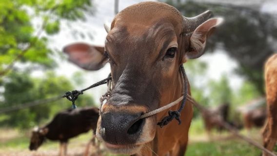 廖内群岛数十种牺牲动物的人畜共患病检测机构