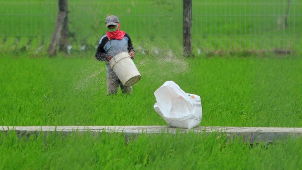 Wet Dry Season Worried Threatening Farmers' Crops In NTT, This Is Local Government Step