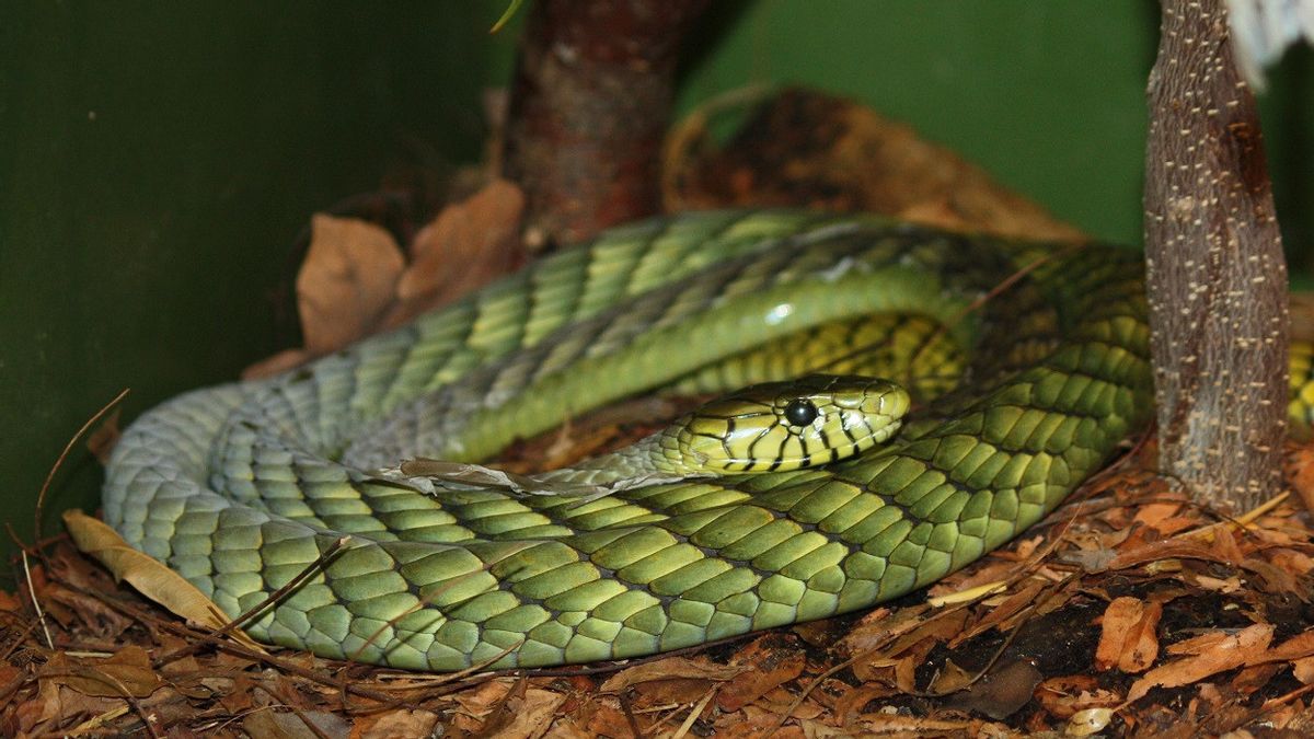 Un serpent vert de 2 mètres de Mamba très toxique disparaît, la police demande aux résidents de rester chez eux