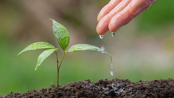 Factors That Affect Internal And External Plant Growth