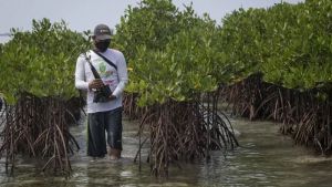 Luas Hutan Mangrove di Sulawesi Selatan 12.256 Ha, Dinas Kehutanan: 90 Persen Rusak 