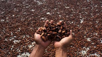 Kembangkan Industri Hilir Olahan Kakao, Kemenperin Bakal Lakukan Ini