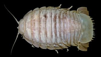 利皮在圣达海峡发现巨型海蟑螂