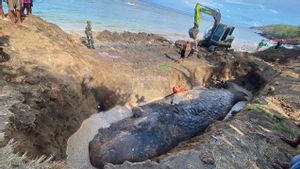 Penampakan Bangkai Paus Sperma Seberat 3 Ton yang Dikubur di Pantai Bali 