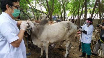 Tangerang Supervises The Entry Of Sacrificial Animals 14 Days Before Eid To Prevent FMD