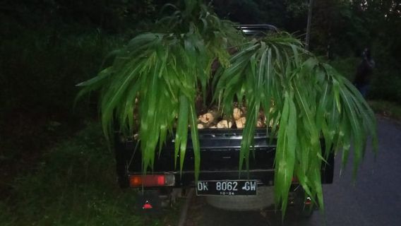 Pakai Rumput Gajah, Pencuri Kayu di Hutan Lindung Karangasem Bali Kelabui Petugas