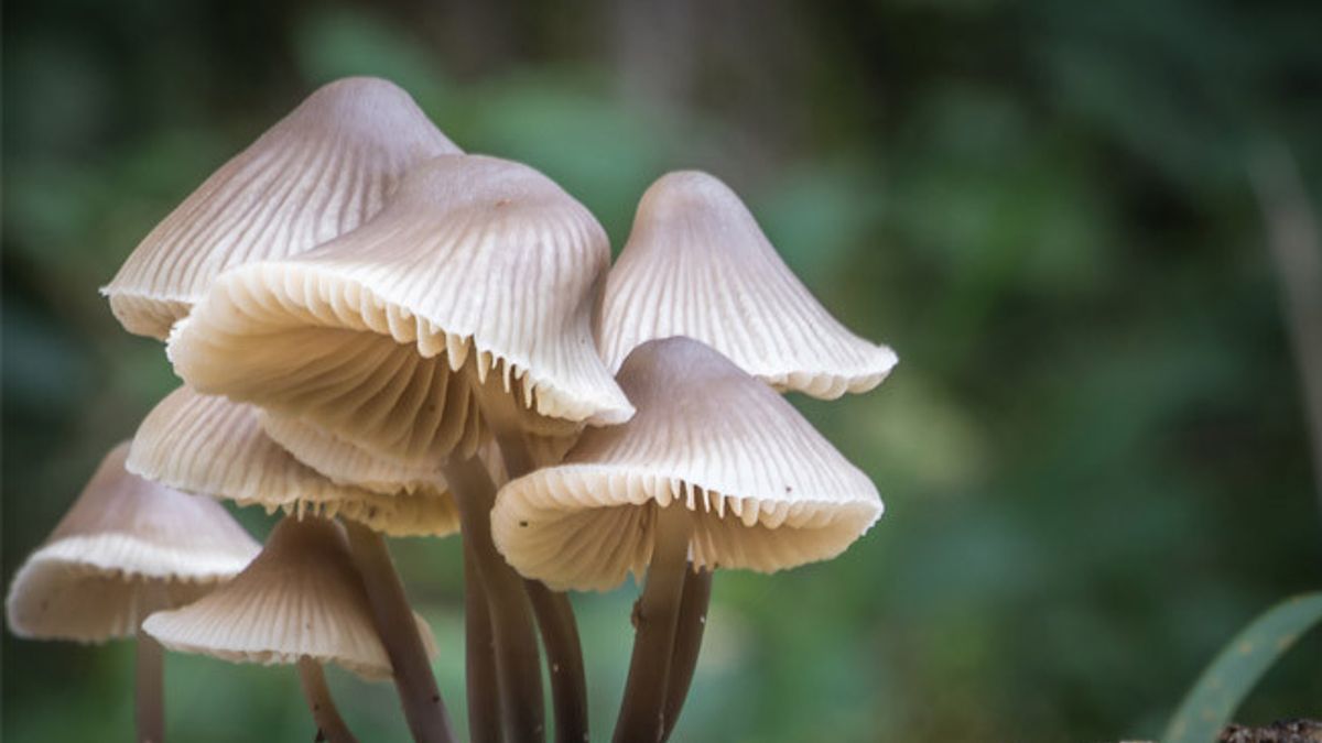 生长在热带地区的危险蘑菇奥菲奥科迪塞普斯可以使僵尸